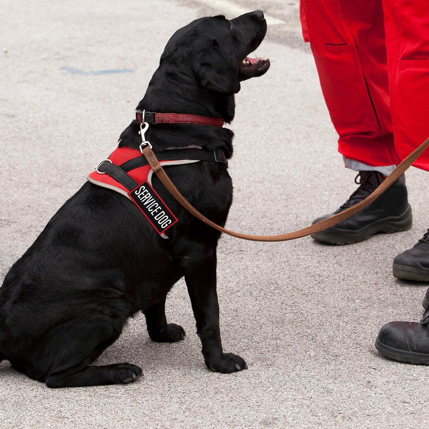 Pistha Tactical Dog Harness Patches – Customizable & Durable