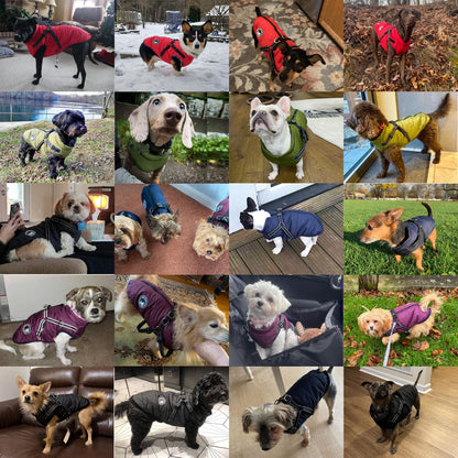 2-in-1 Waterproof Dog Coat with Built-In Reflective Harness